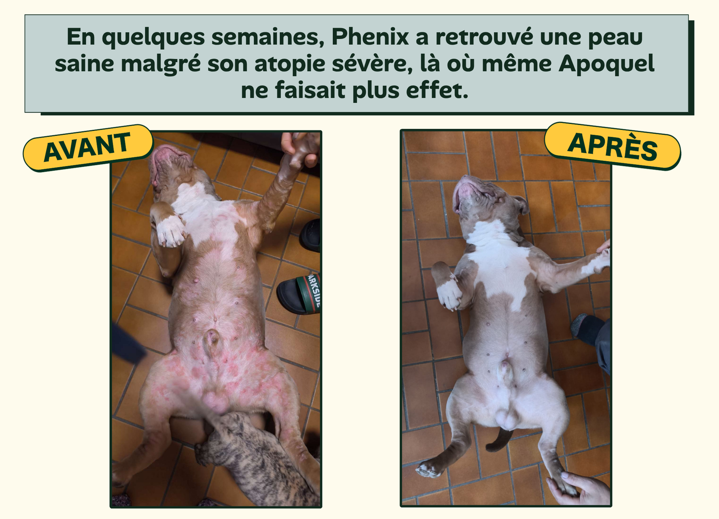 DermaCroq'™ – Friandises Immunité & Anti-Démangeaisons pour Chien