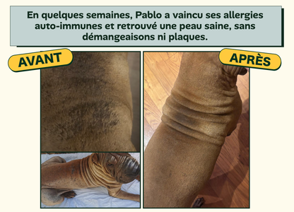 DermaCroq'™ – Friandises Immunité & Anti-Démangeaisons pour Chien