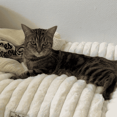Panier Cocoon Moelleux pour Chat — Nid Anti-Stress Ultra-Doux