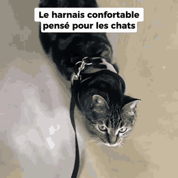 FelinGo™ – Harnais Anti-Fugue pour Chat avec Laisse