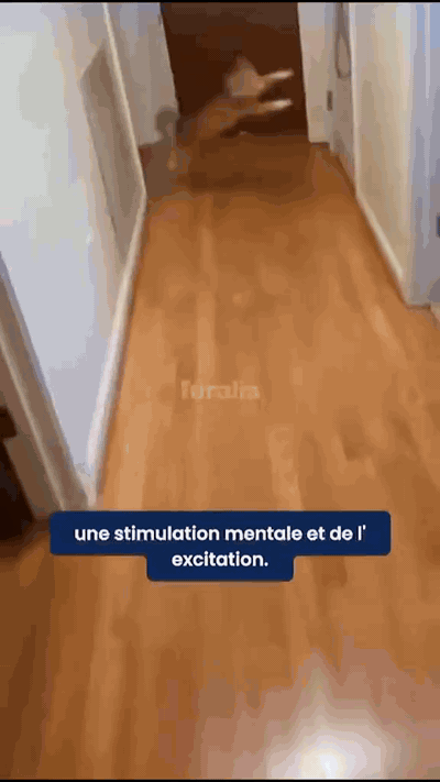 plumochase-balle-roulante-interactive-pour-chat-qu-389-gifsec