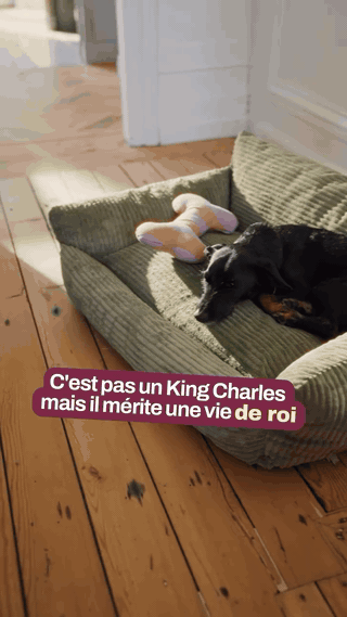 panier-orthop-dique-confort-total-pour-chien-418-gifsec