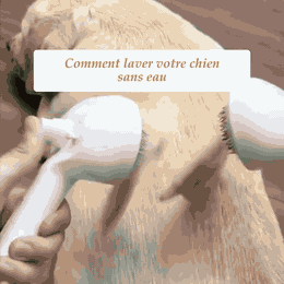 PoilStop™ – Brosse Autonettoyante pour Chien et Chat
