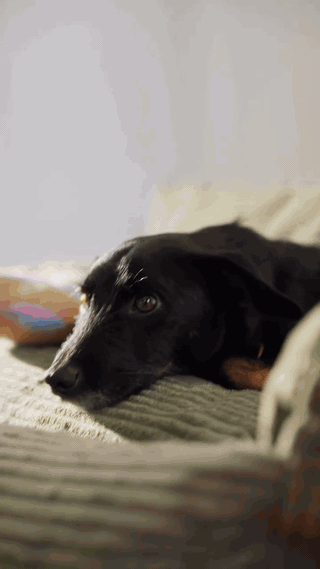 gif — Panier Orthopédique Confort Total pour Chien