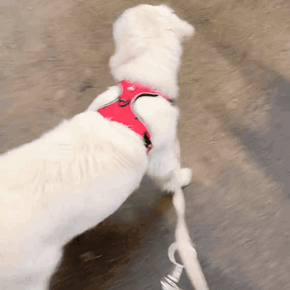gif — CalmPas™ – Harnais Chien Anti-Traction
