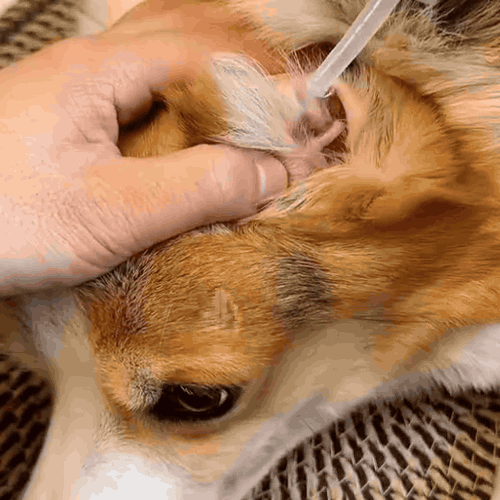 Nettoyant Auriculaire Naturel pour Chiens & Chats