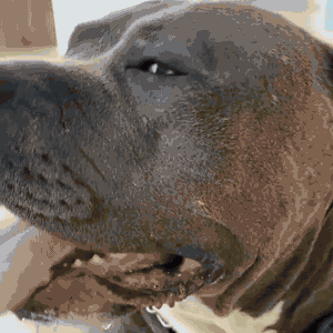 phx-tapischien-demo.gif