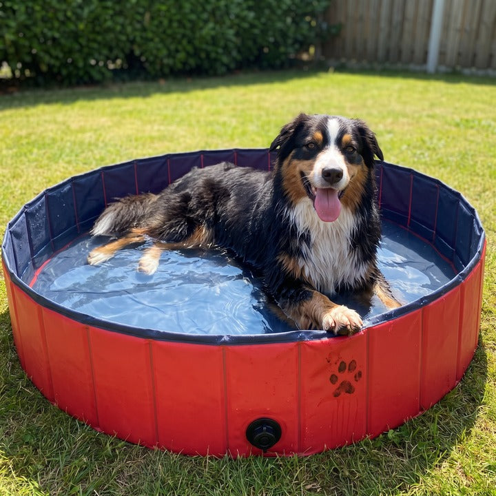 Chien couche dans la piscine remplie, jardin, ete