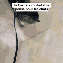 FelinGo™ – Harnais Anti-Fugue pour Chat avec Laisse