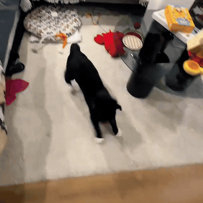 Jouet Chat Oiseau Gazouillant