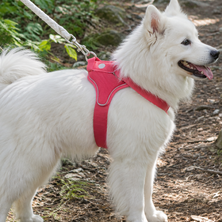 CalmPas™ – Harnais Chien Anti-Traction