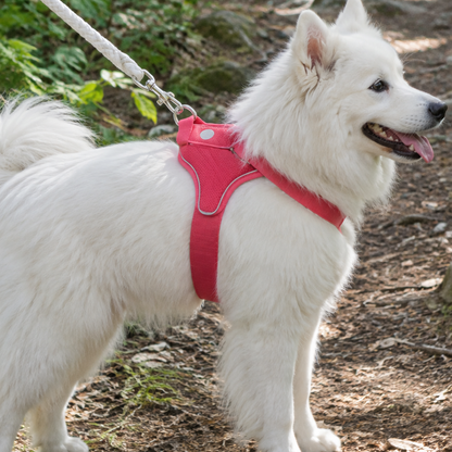 CalmPas™ – Harnais Chien Anti-Traction