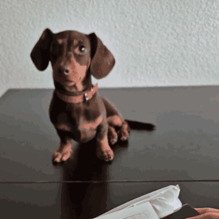 PattePro™ – Coupe-Ongles Électrique Chien & Chat avec Écran LED